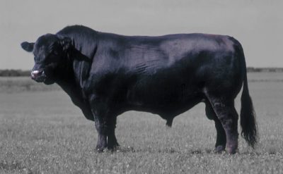 Steak A_Manger - Ras Black Angus USA